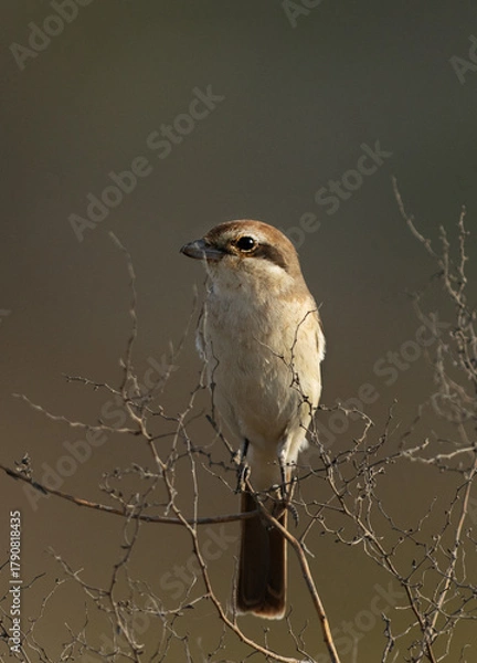 Obraz Red-tailed Shrike perched on a dry branch at Buri farm, Bahrain
