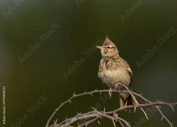 Fototapeta Crested Lark perched on acacia tree at Buri farm, Bahrain