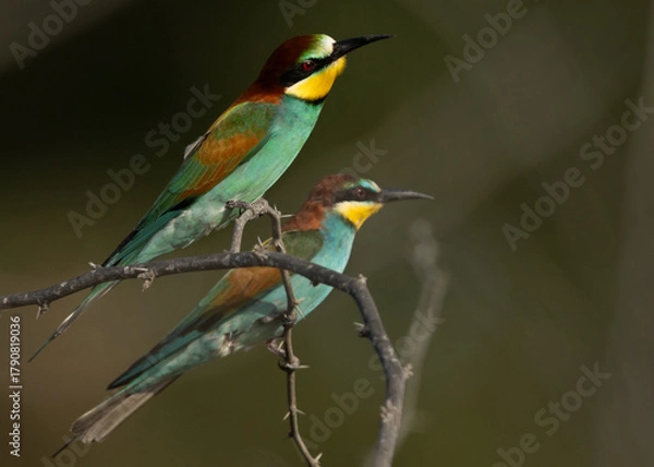 Fototapeta A pair of European bee-eater perched on a tree, Bahrain