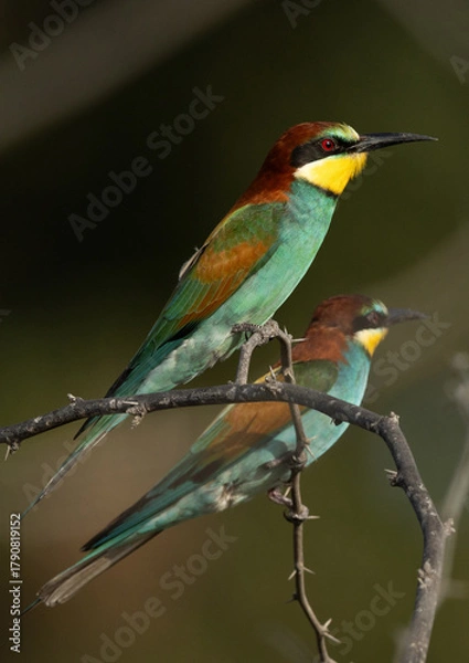 Fototapeta A pair of European bee-eater perched on a tree, Bahrain