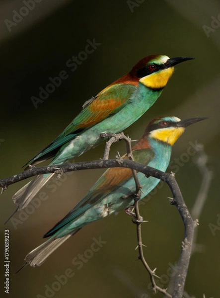 Obraz A pair of European bee-eater perched on a tree, Bahrain