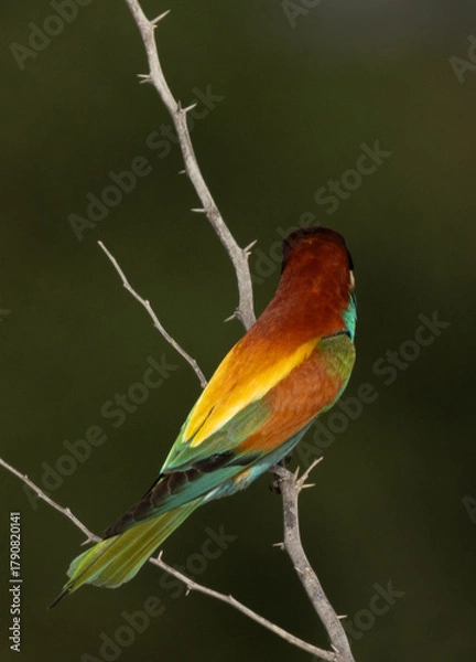 Fototapeta European bee-eater perched on a tree looking in opposite direction, Bahrain