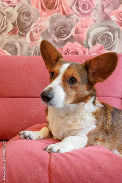 Fototapeta The Welsh corgi Pembroke is relaxing on a red sofa. A funny red-haired pet.