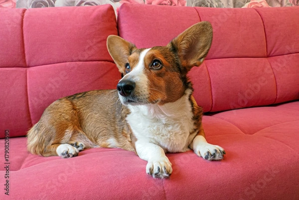 Fototapeta Happy Welsh corgi Pembroke is relaxing on a red sofa.