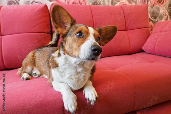 Fototapeta The Welsh corgi Pembroke is relaxing on a red sofa. A funny red-haired pet.