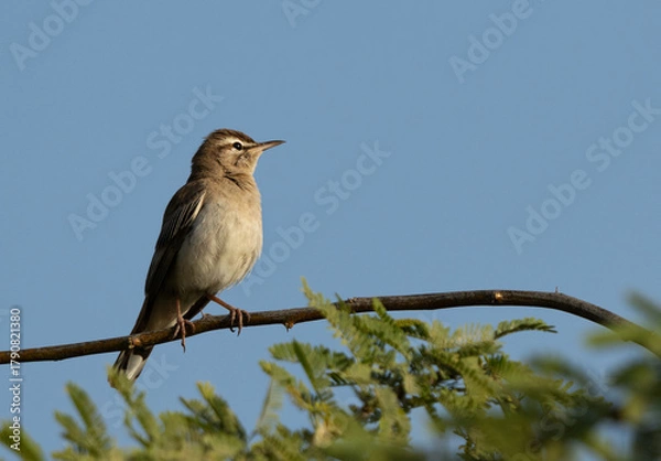 Obraz Rufous-tailed Scrub Robin perched on acacia tree at Hamala, Bahrain