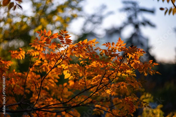 Fototapeta Close-up of vibrant orange autumn leaves on tree branches, illuminated by sunlight. Soft background blur with hints of green and blue sky adds depth and seasonal warmth