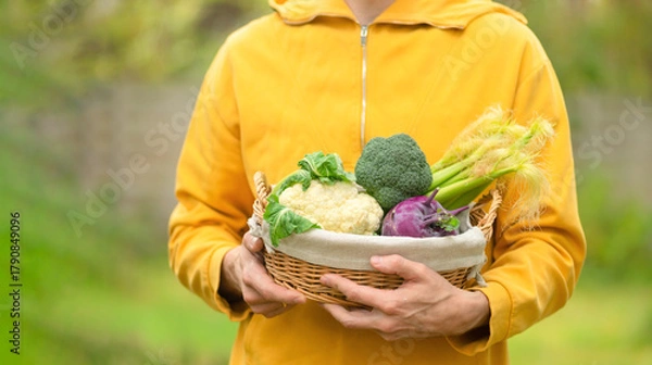 Obraz Close up of farmer hands holding basket with cauliflower, broccoli, corn, and kohlrabi. Harvest season, healthy food, organic vegetables, and natural farming products.