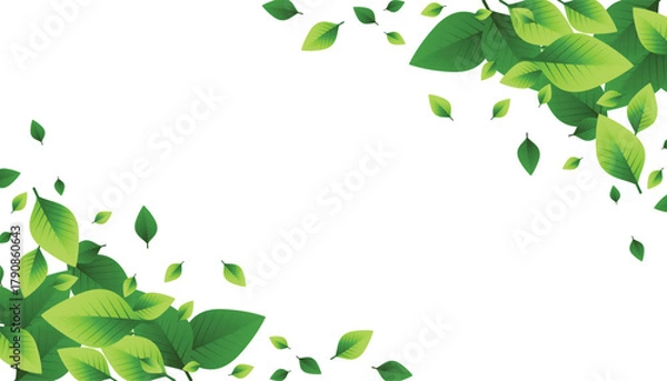 Fototapeta green leaves isolated on white background, editable file