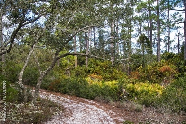Obraz Late Autumn landscape of the sandy Gator Lake Nature Trail passing through a coastal forest near Gulf Shores, Alabama.