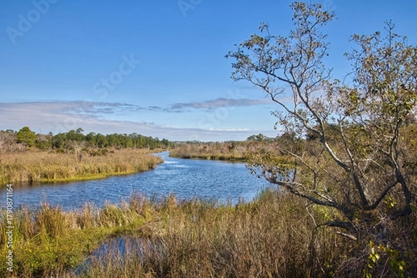 Obraz Late-Autumn landscape of a peaceful stream in a coastal forest at Gulf State Park, near Gulf Shores Alabama.