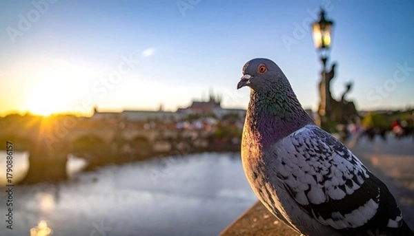 Obraz Pigeon poses in front of the blurred Charles Bridge and a golden sunset over Prague