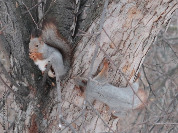 Fototapeta grey squirrels on a tree