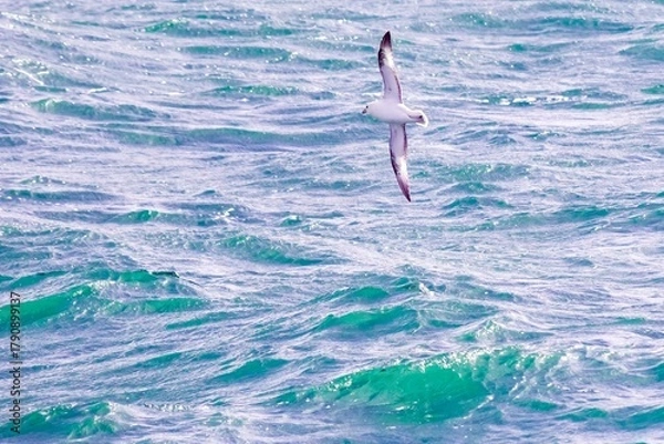 Obraz Seabird gliding above vibrant turquoise ocean waves