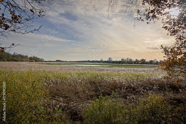 Obraz Autumn walks in the Drenthe forest known as "Kortewegsbos" (short-forest) with a view of the small lake called "Diependal." The surrounding reeds sway around the water.