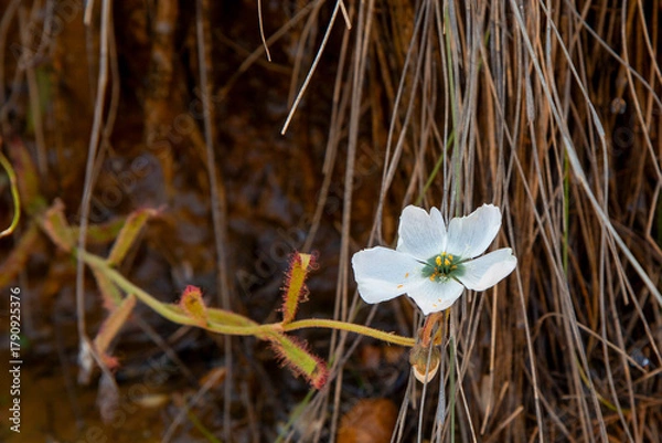 Fototapeta White flower of a Drosera cistiflora in natural habitat south of Citrusdal, Western Cape of South Africa