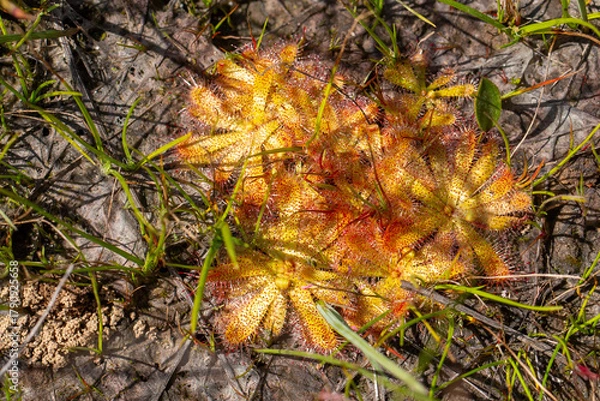 Obraz The rosettes of the carnivoruos plant Drosera atrostyla in natural habitat in the Western Cape of South Africa