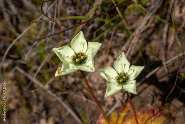 Fototapeta Carnivorus Plants: Two flowers of the yellow-cream flowering sundew Drosera atrostyla in natural habitat