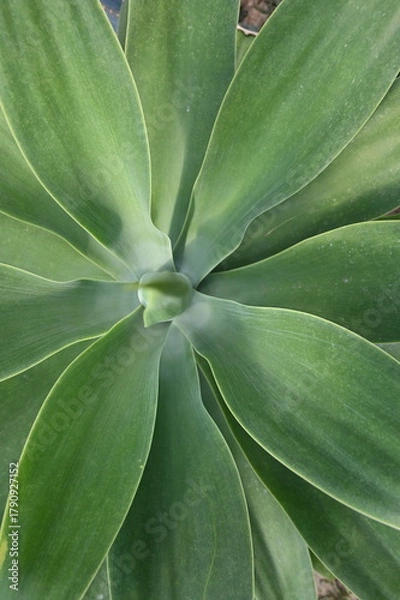 Obraz aloe vera plant