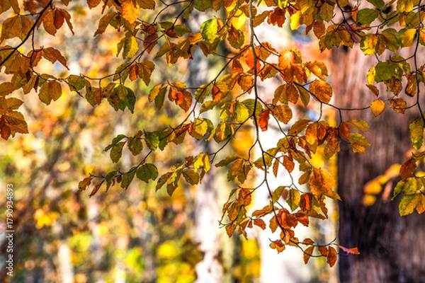 Fototapeta Beautiful autumn landscape. Colorful leaves on the trees in autumn.
