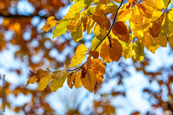 Fototapeta Beautiful autumn landscape. Colorful leaves on the trees in autumn.