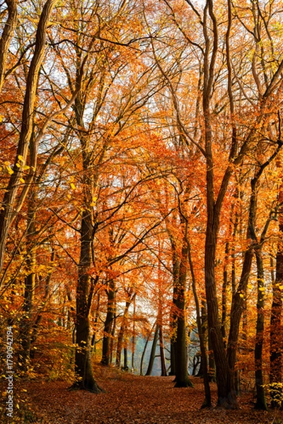 Fototapeta Beautiful autumn landscape. Colorful leaves on the trees in autumn.