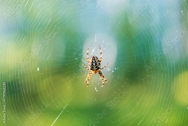 Fototapeta close-up with a spider on a web, the background is a green summer forest