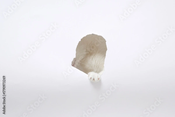 Fototapeta White cat paw peeking through torn paper hole