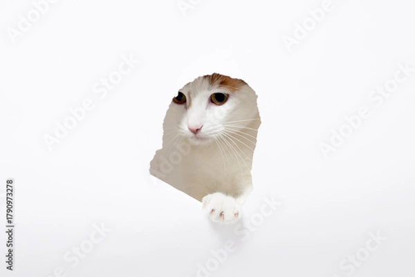 Fototapeta Curious cat peeking through torn white paper hole