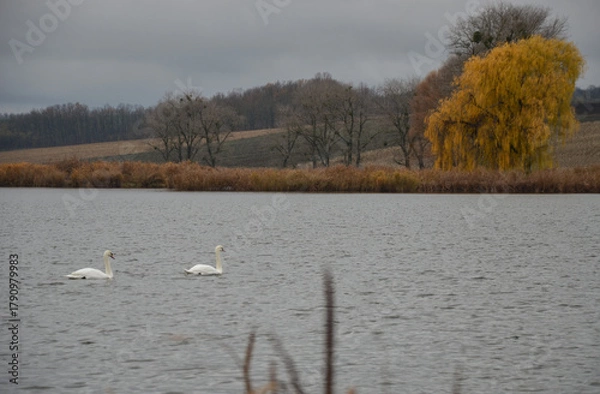 Obraz beautiful autumn landscape with two swans on the lake