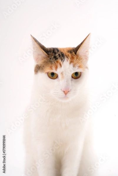 Fototapeta Calico cat sitting, looking down with a gentle expression