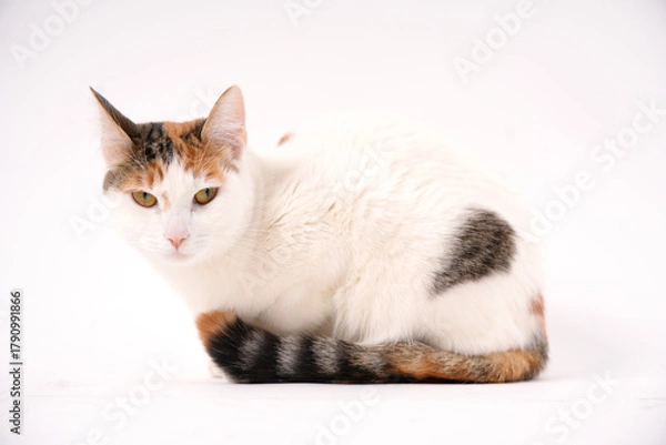 Fototapeta Calico cat with white fur posing on white background