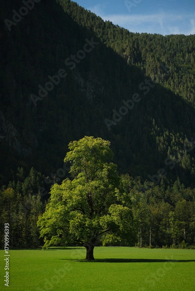 Obraz A solitary tree stands in a lush green meadow, backed by a towering, densely forested mountain. Nature's contrast between open space and the forest creates a sense of serenity.