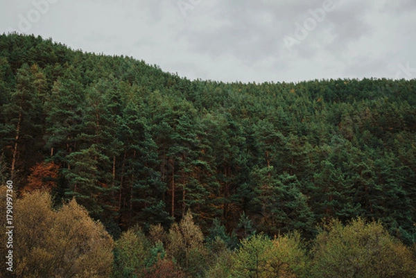 Obraz Lush green forest landscape under an overcast sky. A hillside densely covered with evergreen trees creates a serene natural scene. Great for backgrounds or nature themes. 
