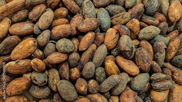 Obraz Top view of dry cocoa beans, ready for the production of cocoa or chocolate. Bio cocoa beans - raw materials.