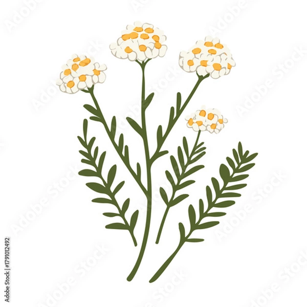 Obraz Flat 2D vector illustration of Yarrow, simple icon style on a clean white background.