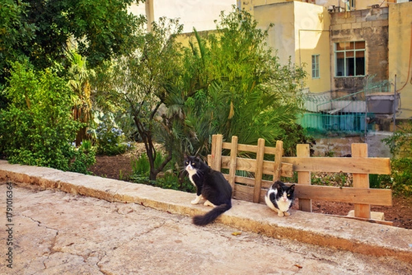 Obraz Rural landscape: two black and white street cats resting by a wooden fence along the road in a sunny garden with greenery and old houses.