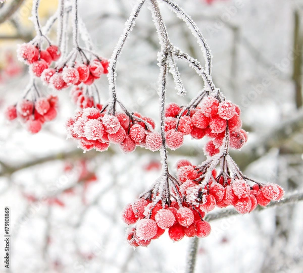 Obraz Winter Frozen Viburnum Under Snow. Viburnum In The Snow. First snow. Autumn and snow. Beautiful winter.