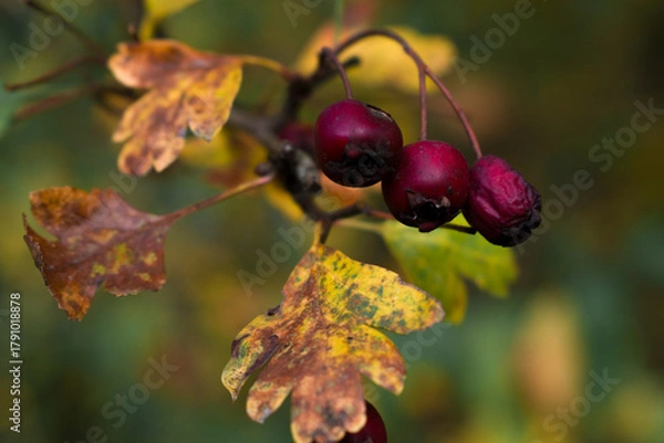 Obraz A close-up of dark red hawthorn berries surrounded by yellow autumn leaves. Soft bokeh and warm fall tones highlight the contrast between ripe fruit and fading foliage.