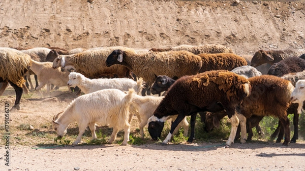 Obraz Farm animals in Kyrgyzstan