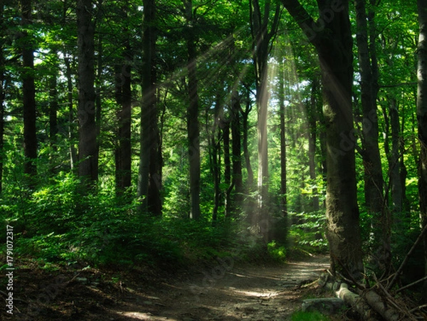 Fototapeta Mountain forest in the Beskydy mountains on a summer day
