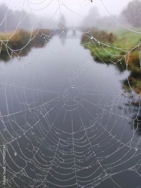 Fototapeta spider web with dew drops