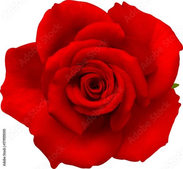 Obraz Red Rose flowers focus stacking close up isolated for love wedding and valentines day