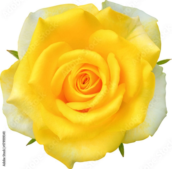 Obraz Yellow Rose flowers focus stacking close up isolated for love wedding and valentines day