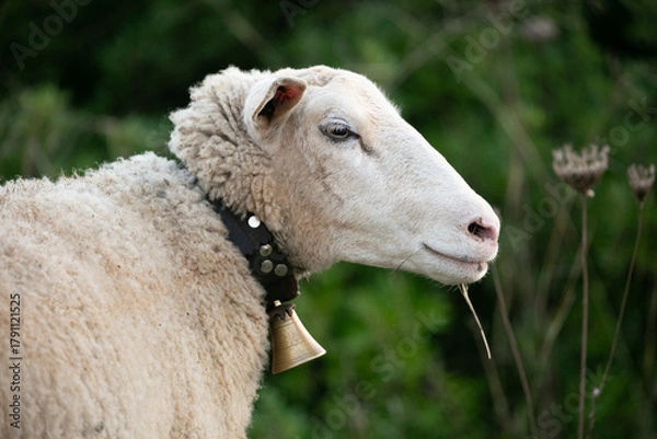 Fototapeta A curly sheep with a golden bell on its neck chews grass
