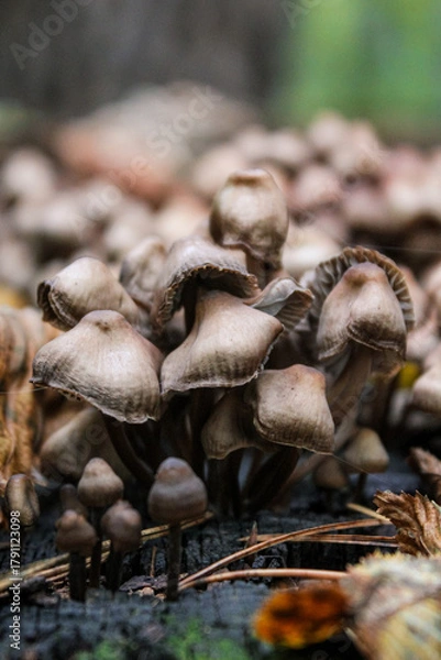 Fototapeta Coprinellus micaceus is a common and beautiful mushroom. Easily recognized by the yellow-brown caps, clustered fruiting habit, deliquescing gills,and fine,mica-like granules that adorn the fresh caps