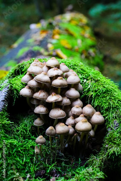 Fototapeta Mycena inclinata on a dead tree trunk in the forest