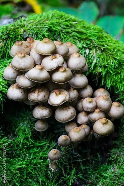 Fototapeta Mycena inclinata on a dead tree trunk in the forest