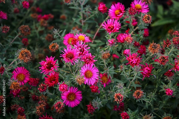Fototapeta Pink Mihailov daisiesas nature concept for design. Aster dumosum Symphyotrichum dumosum, bushy aster , blooming with purple and pink colorful flowers.