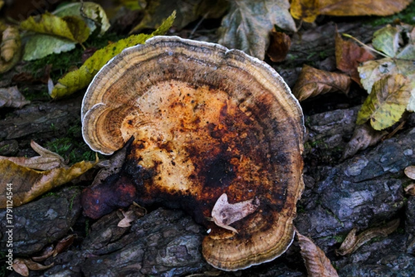 Fototapeta Ganoderma applanatum bracket fungus mushroom growing on a birch tree bark.